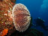 Isla del Coco - 25